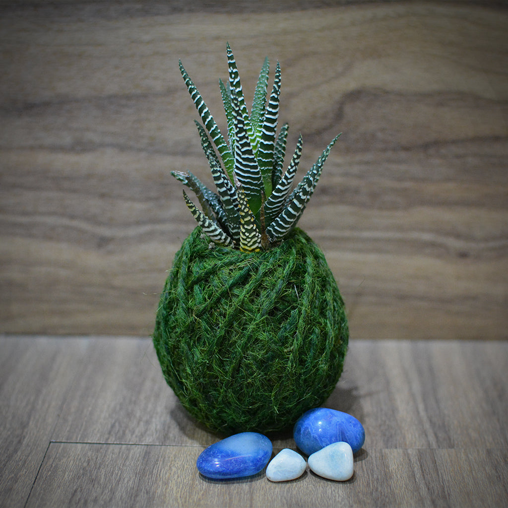 Kokedama Moss Ball Haworthia Attenuata Plant - myBageecha