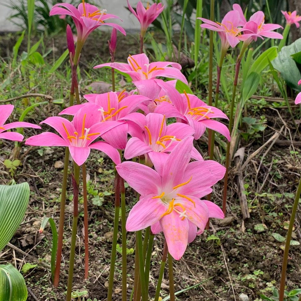 pink rain lily flower Rain Lily Robusta Bulbs – Seasonal Pink Monsoon Blooms