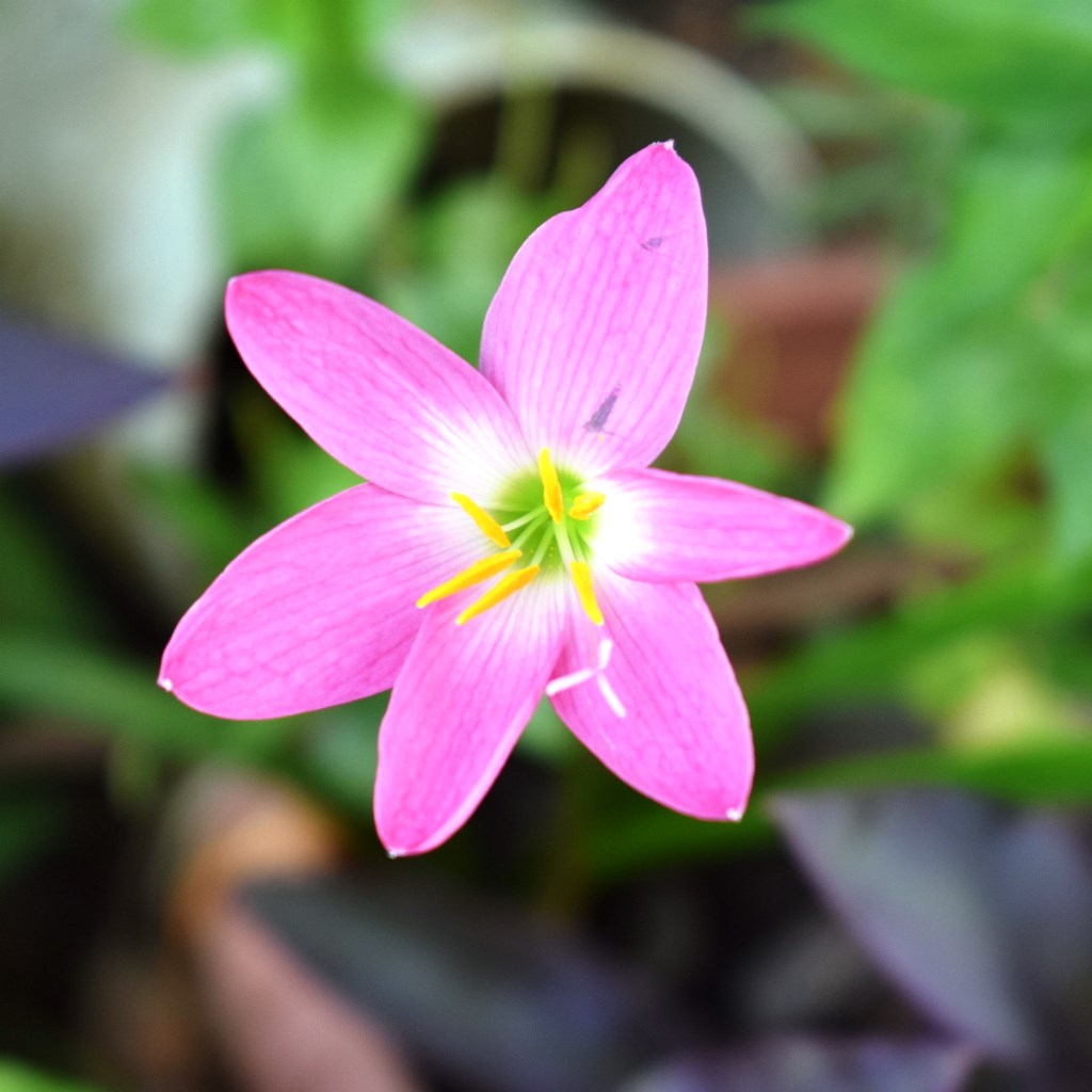 Rain Lily 'Rosea' (Bulbs) - myBageecha
