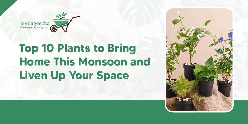 Top 10 Plants to Bring Home This Monsoon and Liven Up Your Space