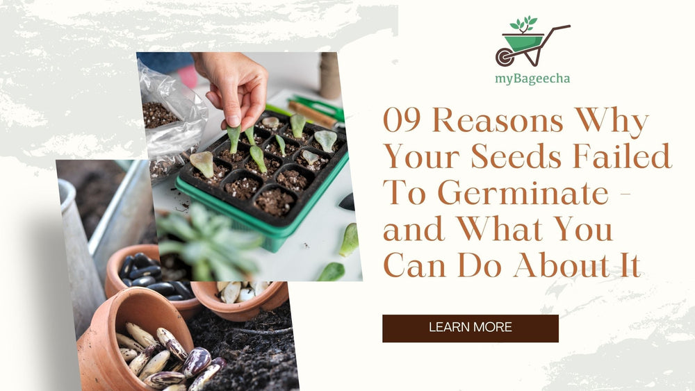 9 Reasons Seeds Failed to Germinate: Solutions for Successful Planting