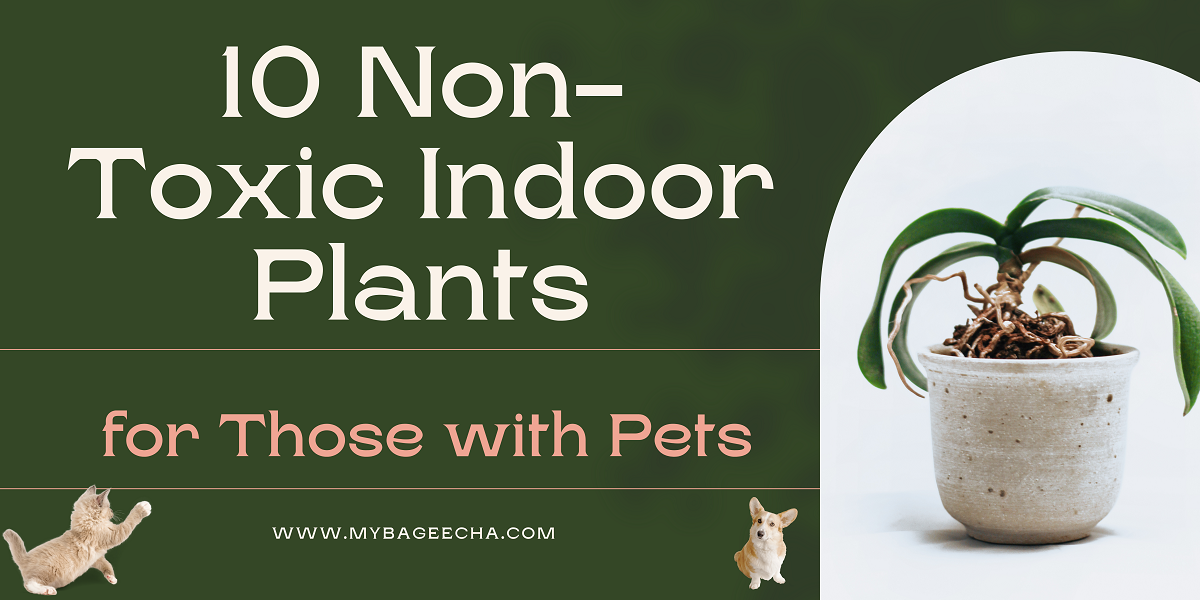 10 Non-Toxic Indoor Plants for Those with Pets