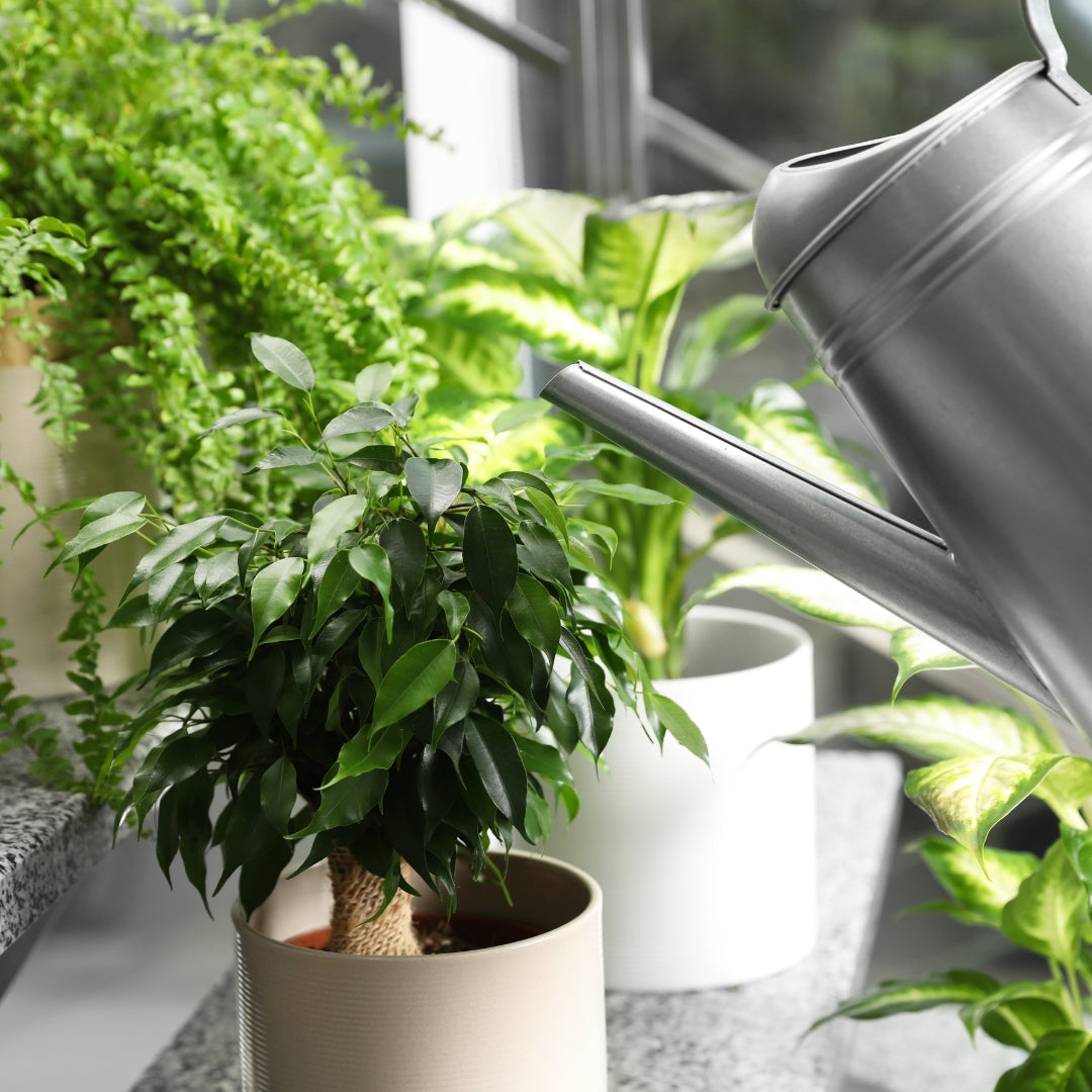 Are you watering your plants the correct way?