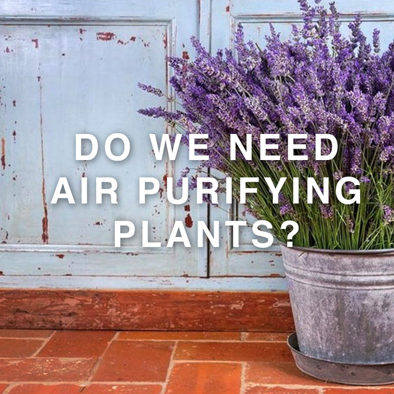 Do we need Air Purifying Plants at our Home?