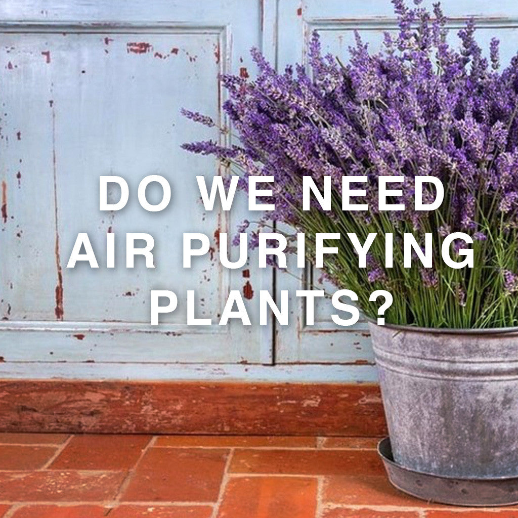 Lavender in metal bucket on terracotta tiles with text overlay: “Do we need air purifying plants?