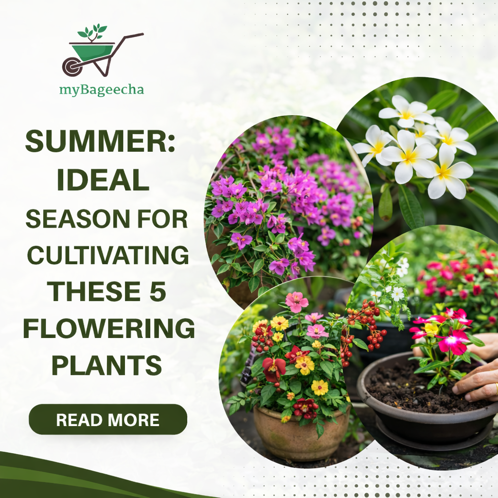 Summer flowering perennial plants for Indian gardens including Bougainvillea, Plumeria and Adenium.