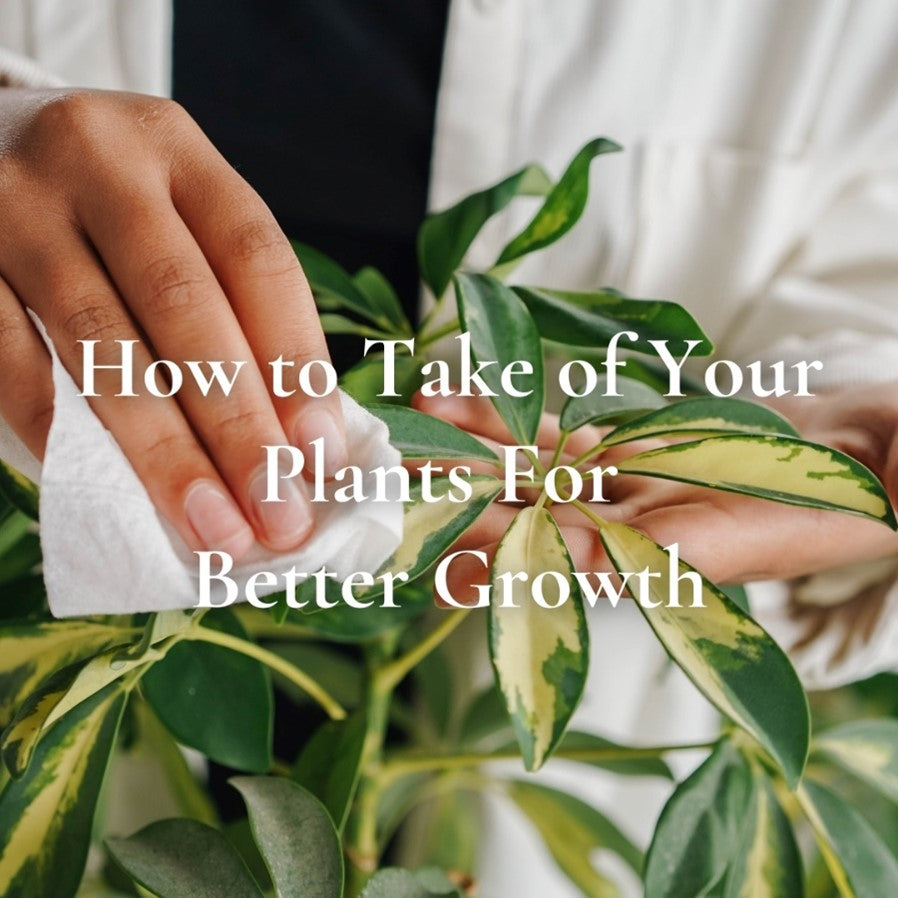 How to Prune and Shape Plants for Controlled Growth