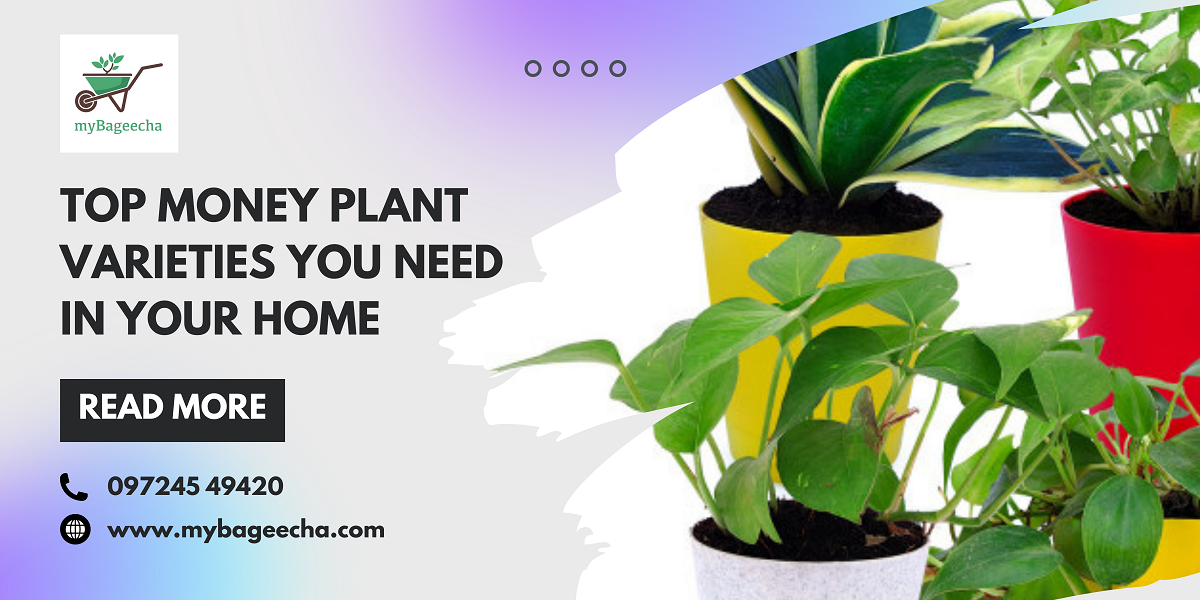 Top Money Plant Varieties You Need in Your Home