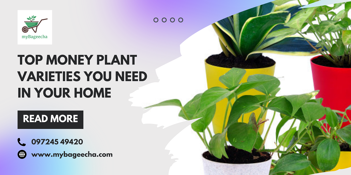 Banner showing top money plant varieties in colorful pots—Golden Pothos, Marble Queen, and Neon Pathos—ideal for stylish, easy-care indoor gardening.