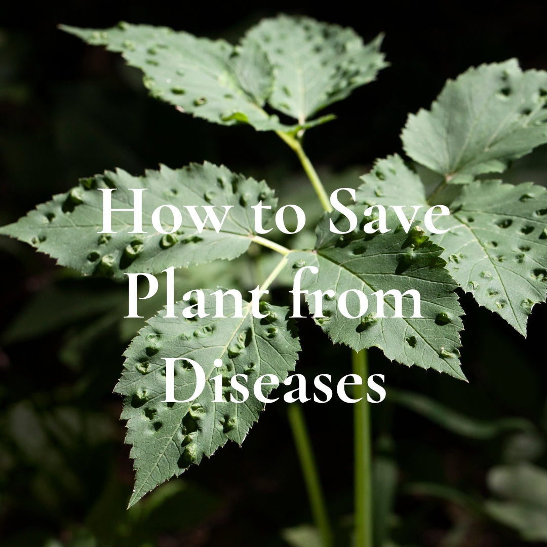 Leaves showing dark spots, holes, and disease symptoms with overlaid text “How to Save Plant from Diseases” -myBageecha