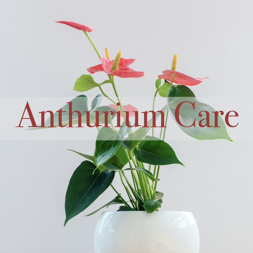 Anthurium Care : A simple guide for Beginners