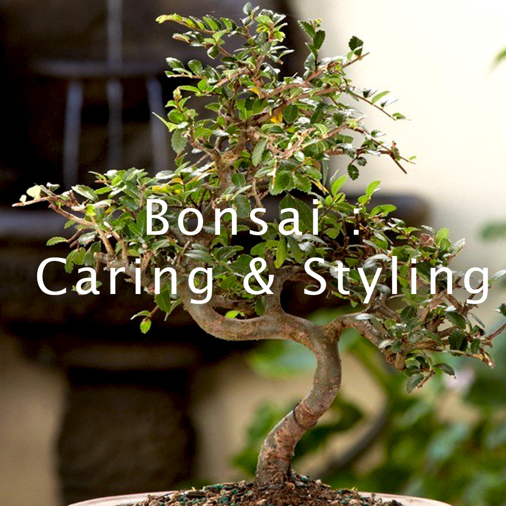 Bonsai Caring and Styling Tips