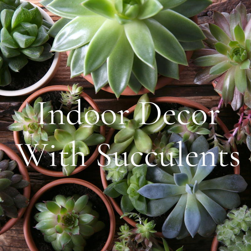 Indoor Decor with Succulents