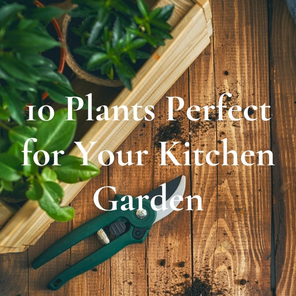 10 Plants Perfect for Your Kitchen Garden