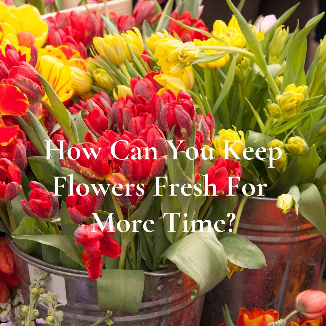 How Can You Keep Flowers Fresh For More Time?