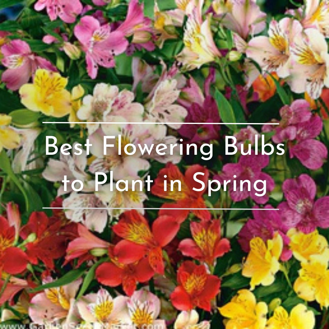 Best Flowering Bulbs to Plant in Spring for Colorful Summer Blooms