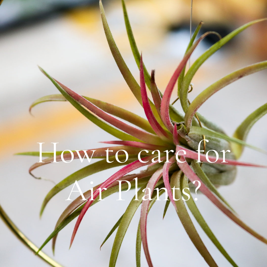 How to care for Tillandsia Air Plants?