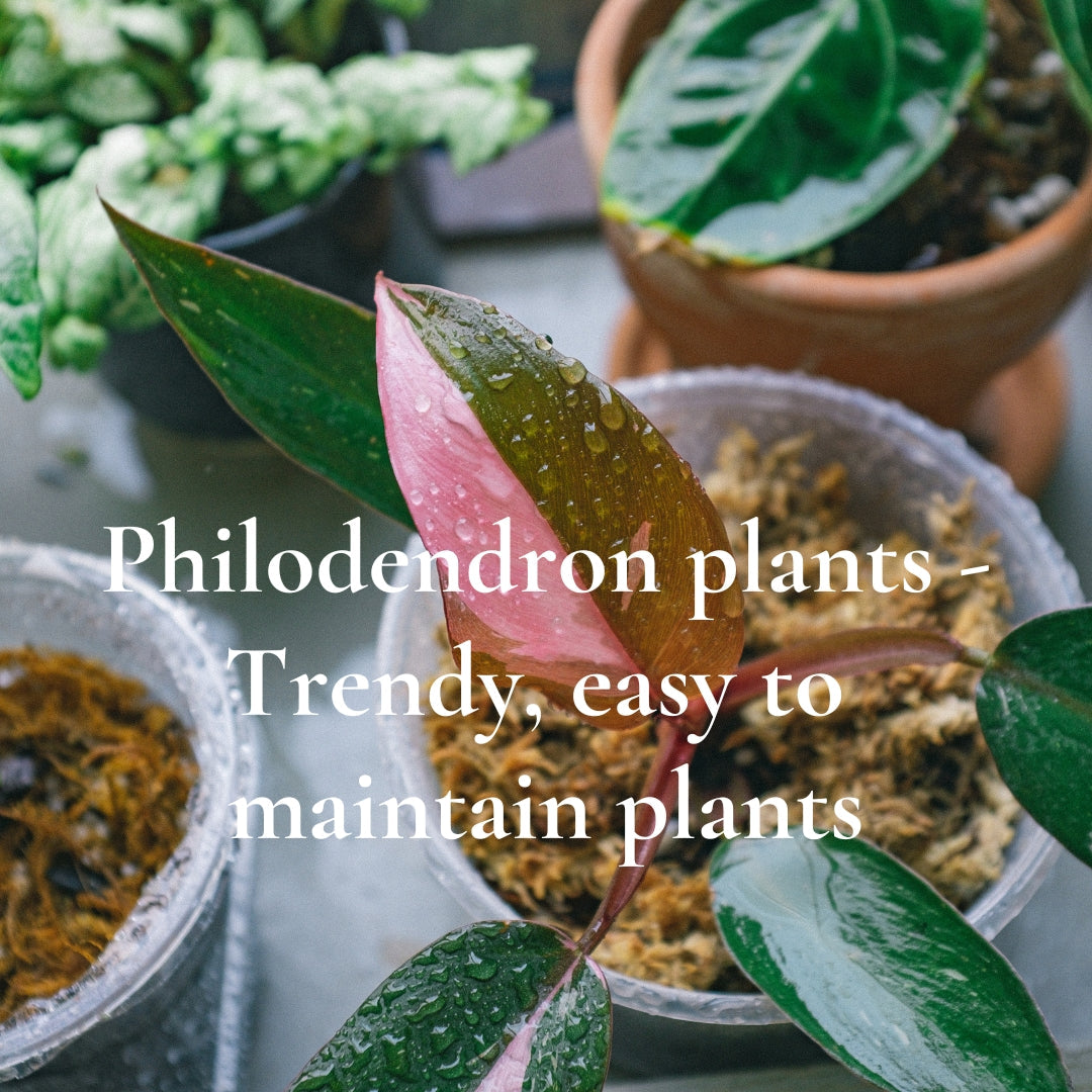 Potted philodendron plants with vibrant green and pink leaves, freshly misted, in terracotta and plastic pots