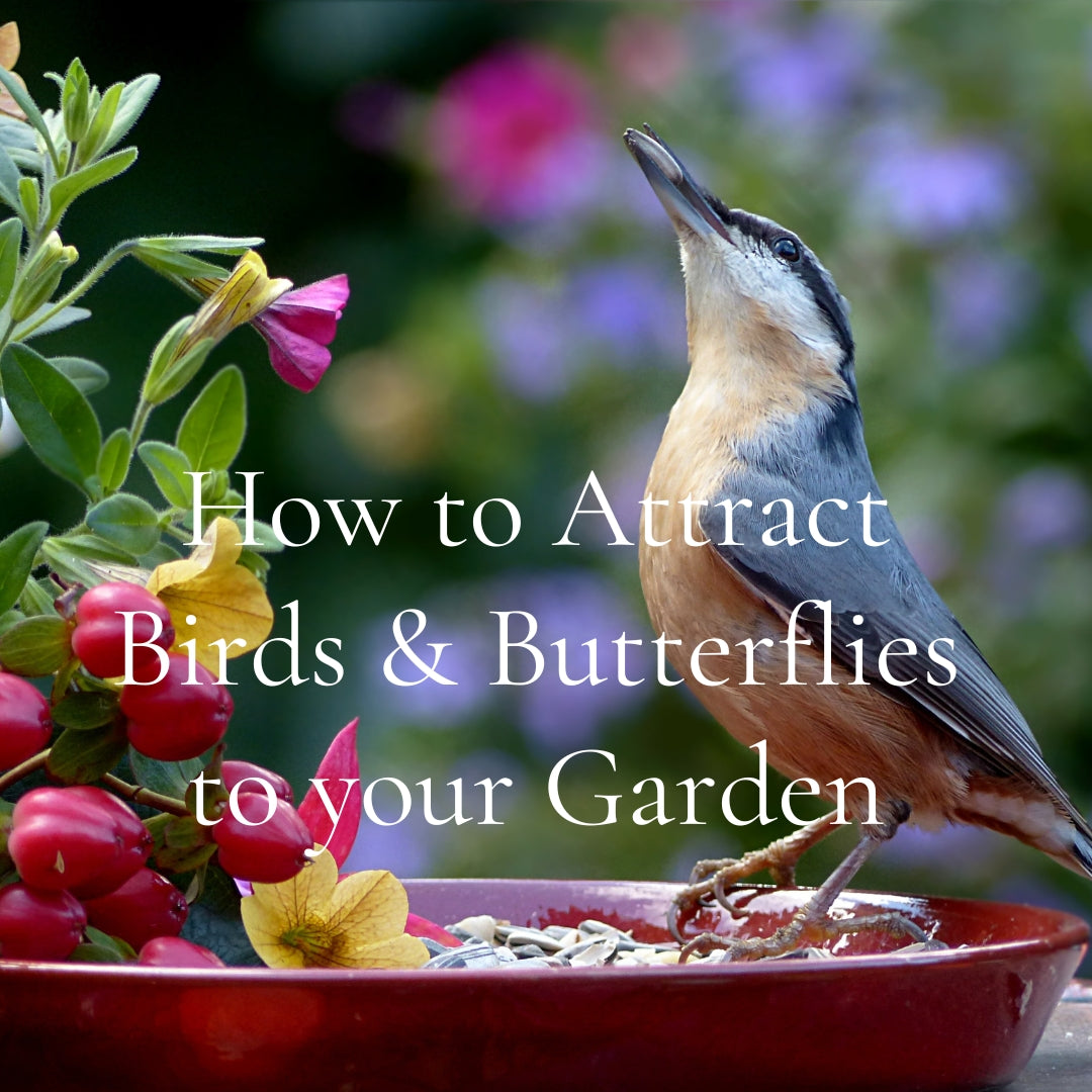Bird perched on seed bowl in a flowering garden — inviting birds and butterflies through natural habitat - myBageecha
