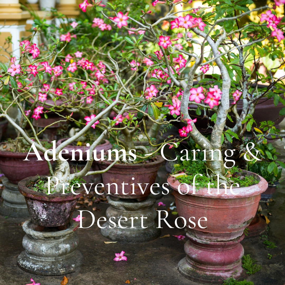 Adeniums - Caring & Preventives of the Desert Rose