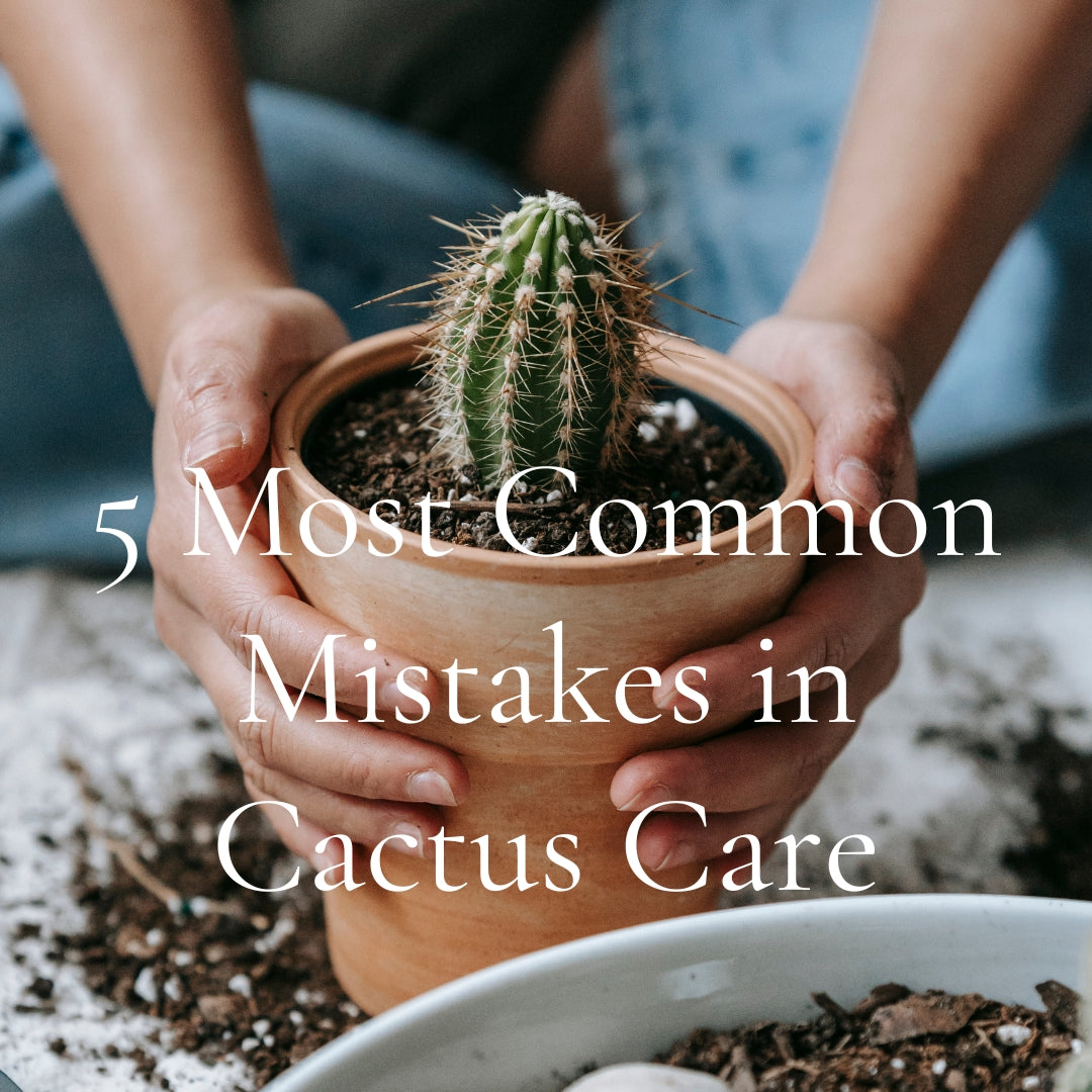 5 Common Mistakes in Cactus Care