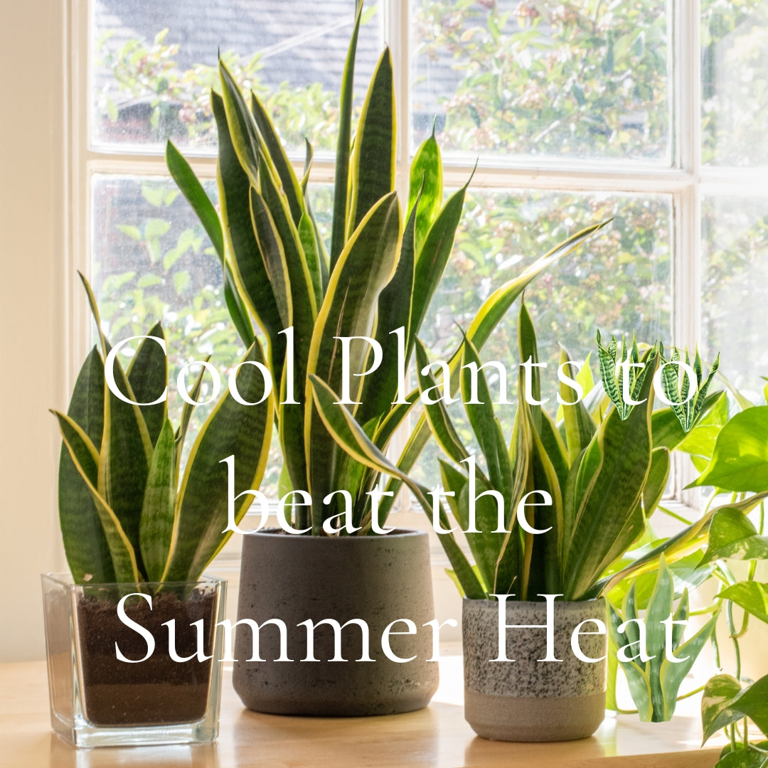 Cool Plants to beat the Summer Heat