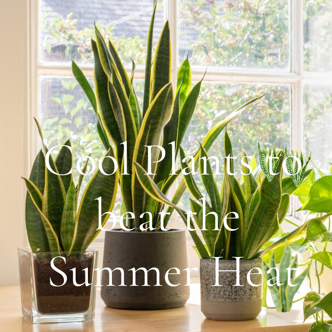 Snake plants near window in summer