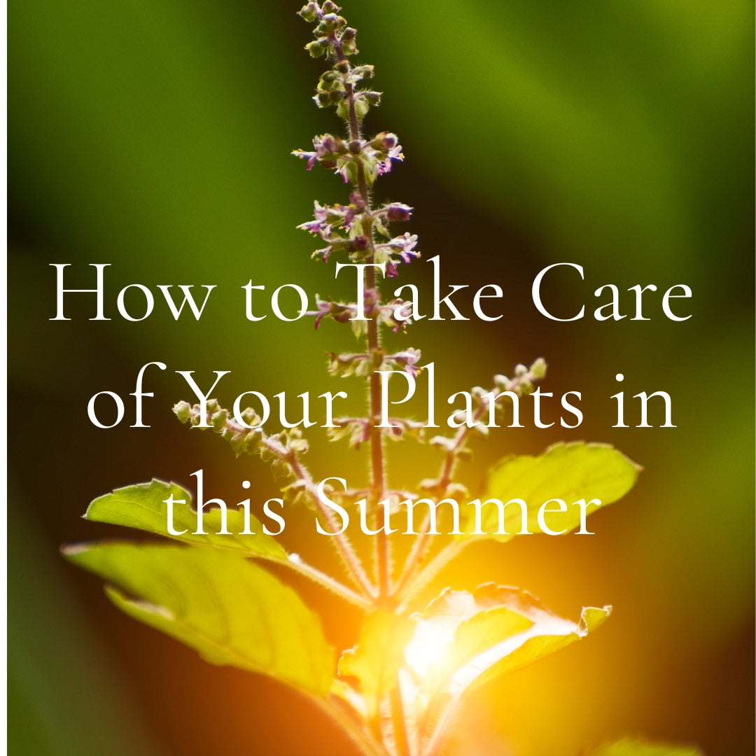 How to Take Care of Your Plants in this Summer