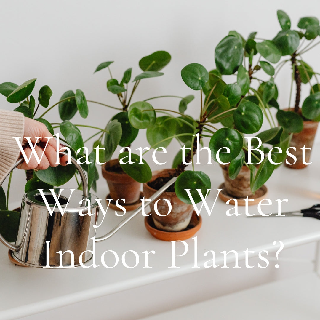 What are the Best Ways to Water Indoor Plants?