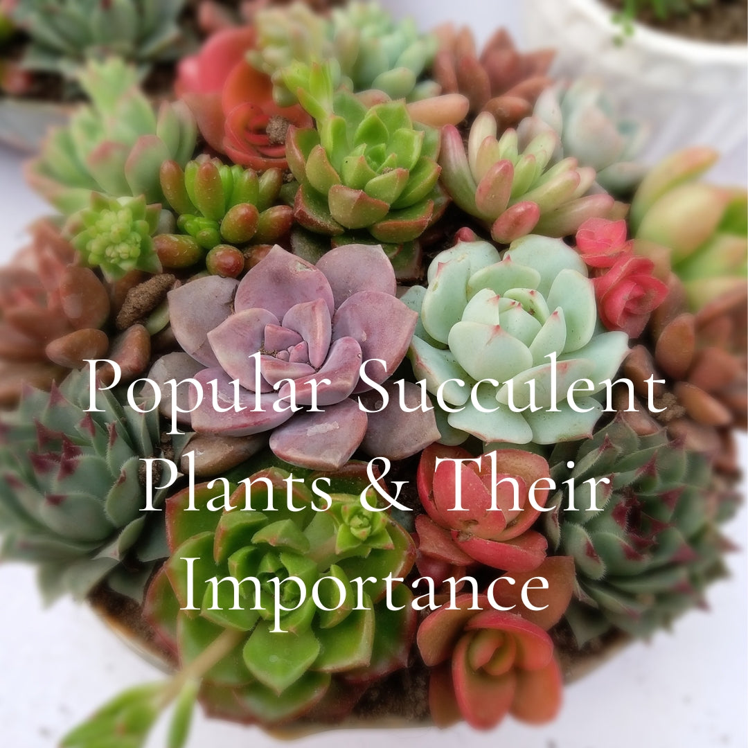 Popular Succulent Plants & Their Importance For Your Garden