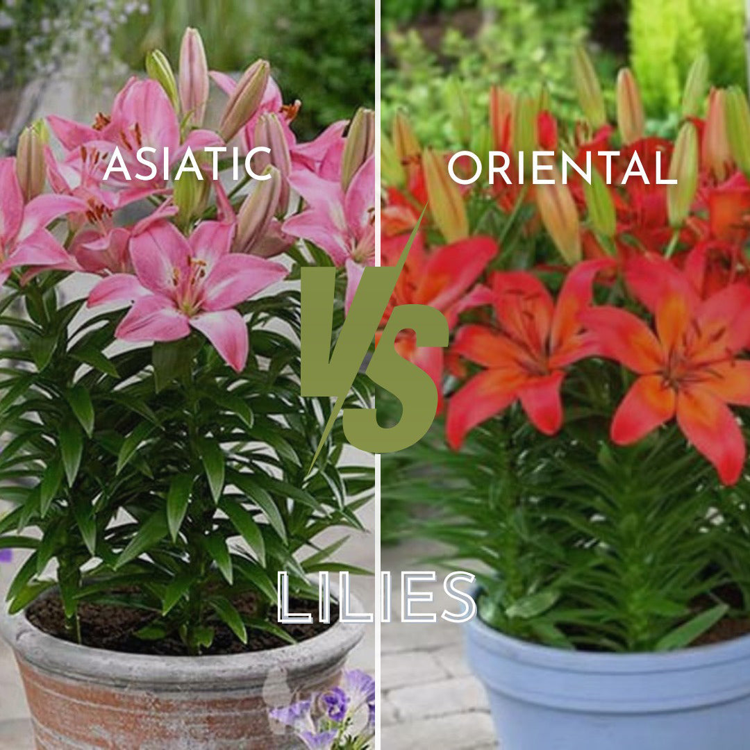 alt="Side-by-side comparison of Asiatic and Oriental lilies showing differences in bloom colour, pot style, and foliage in a garden setting"