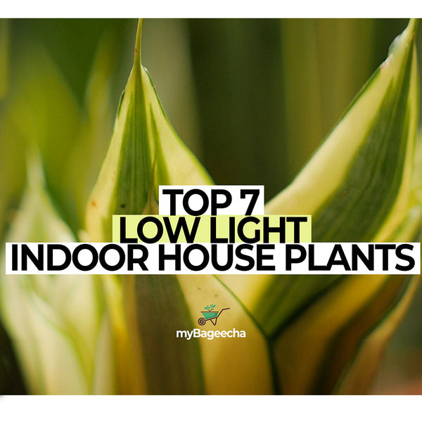 Top 7 Low Light Indoor House Plants : Glorifying Interiors