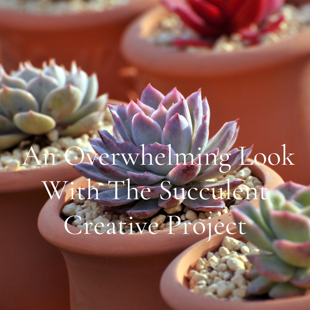 Give Your Garden An Overwhelming Look With The Succulent Creative Project