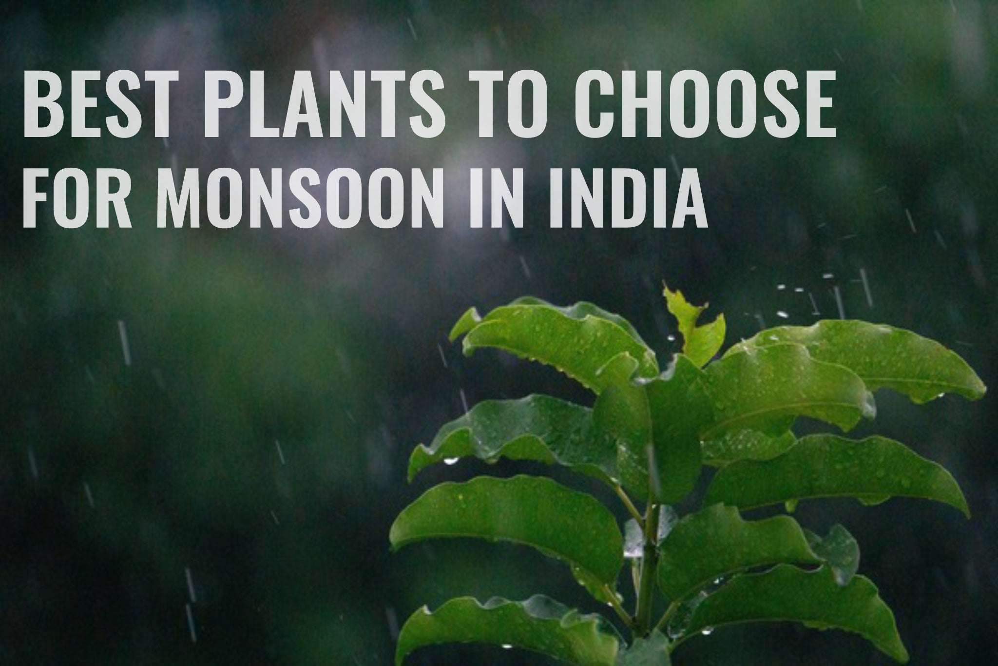 Best Plants to choose for Monsoon in India