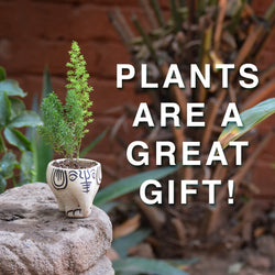 Plants are a great gift!