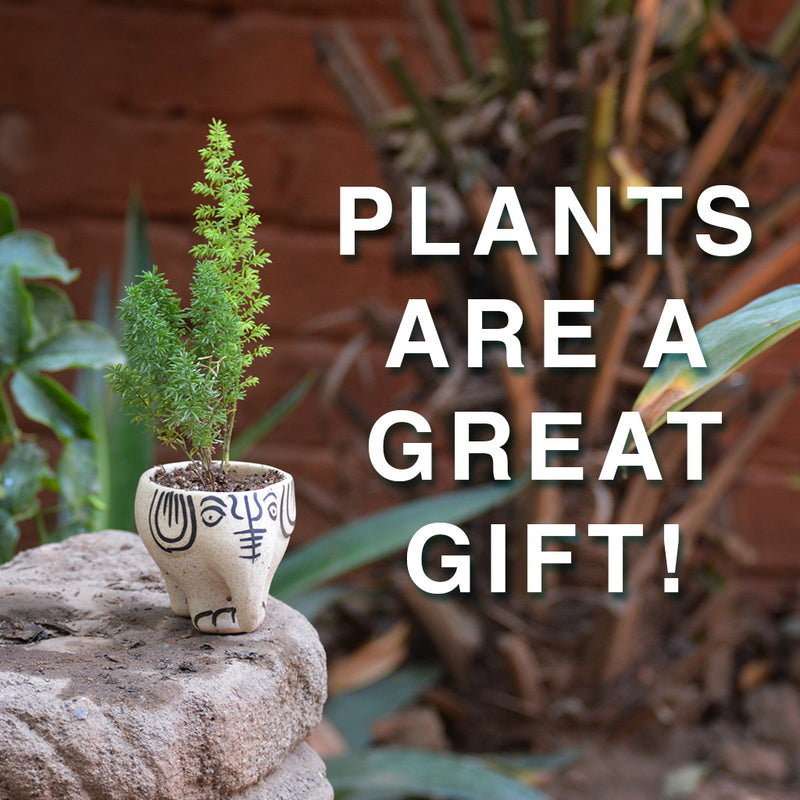 Plants are a great gift!