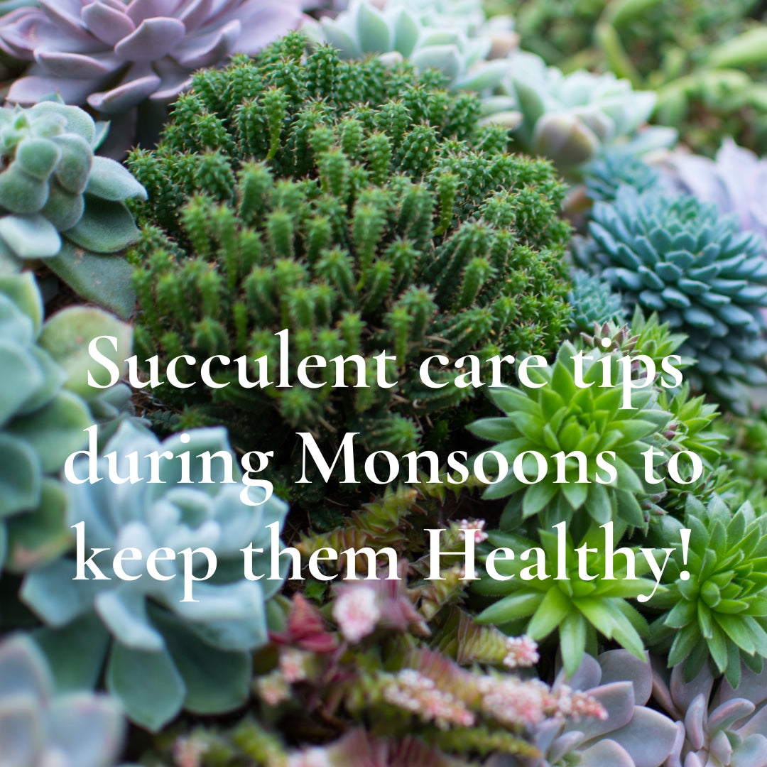 succulent plants including cactus and echeveria with tips for caring for succulents during monsoon
