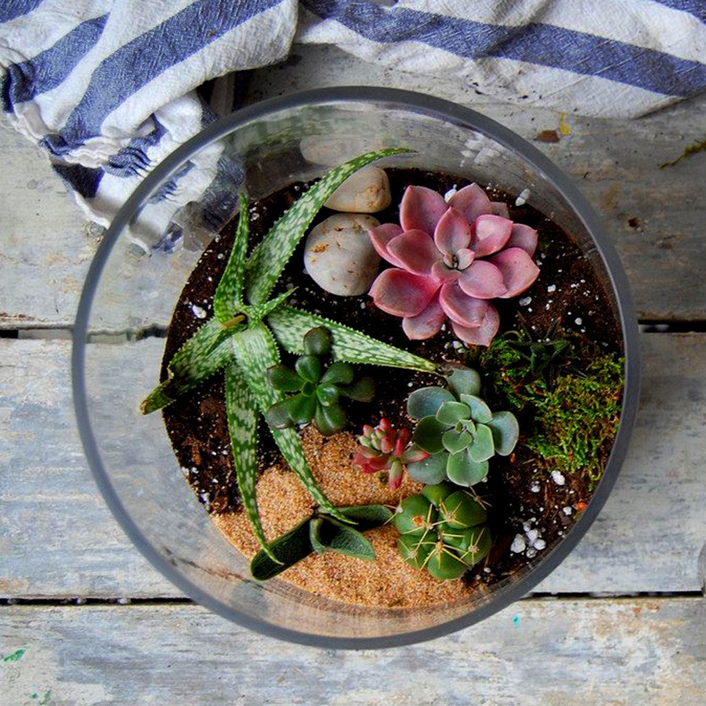 Glass terrarium with assorted succulents and cactus on rustic wooden surface