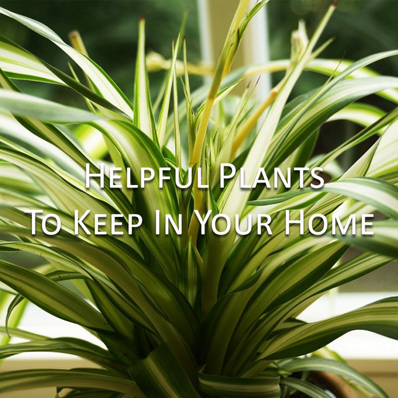 Helpful Plants to keep in your Home