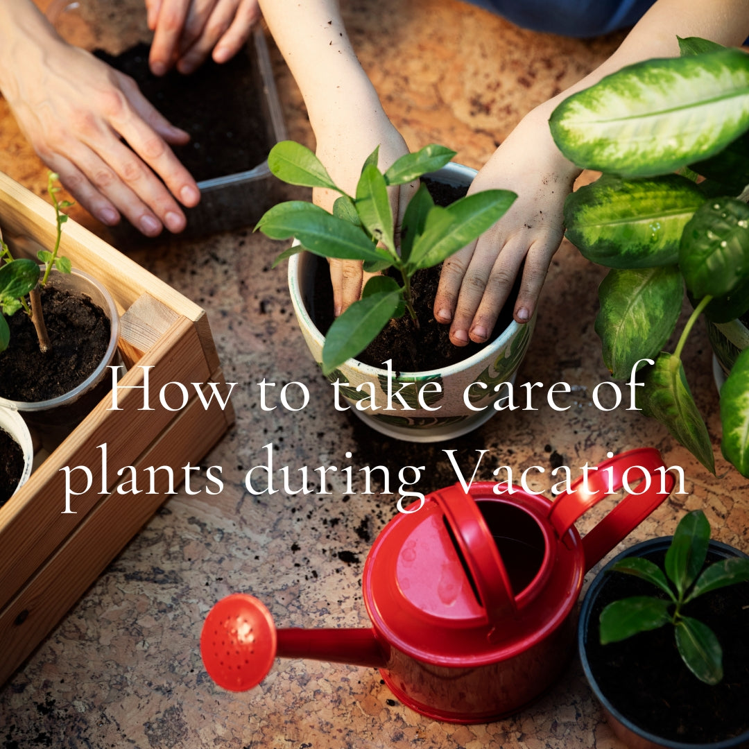 Hands tending small potted plants with soil on a table