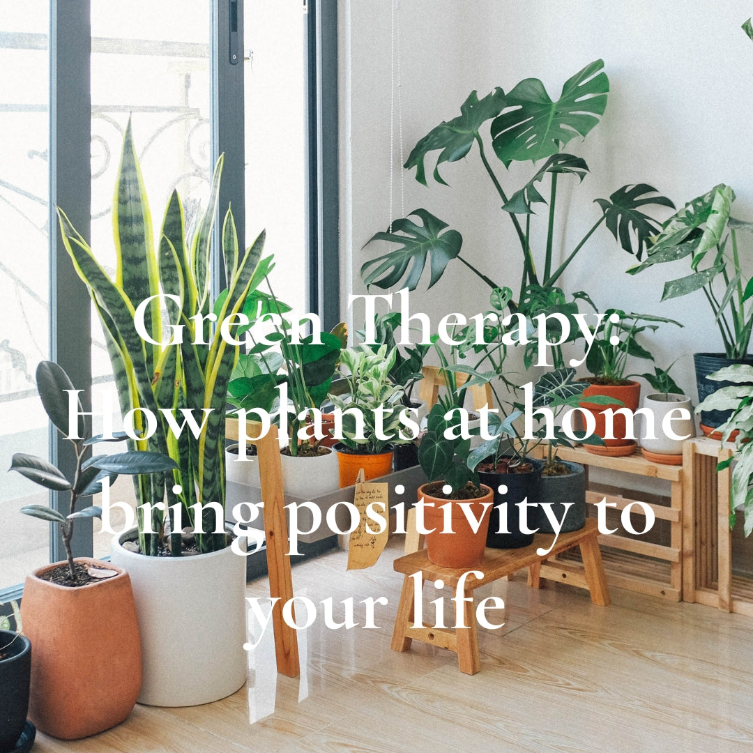 Green Therapy: How plants at home bring positivity to your life
