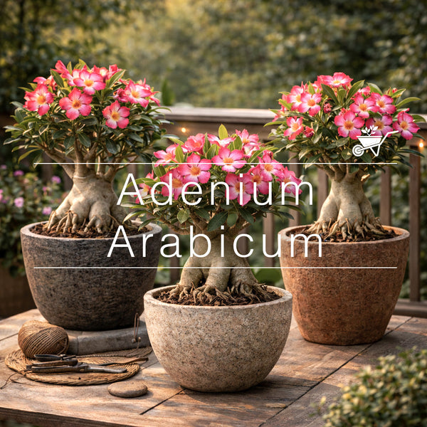 Buy Adenium Arabicum Plants - Exotic Varieties | myBageecha