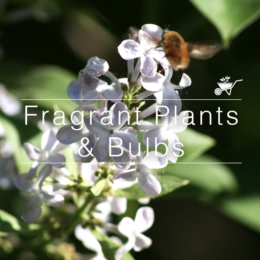 Light purple fragrant flowers with a bee-fly hovering nearby, set against lush green foliage — from myBageecha.