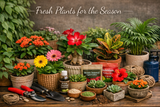 Fresh Plants for the Season!