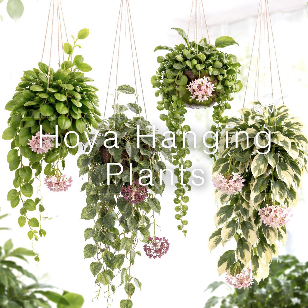 Four Hoya hanging plants with green and variegated leaves, each showing pink star-shaped flowers.