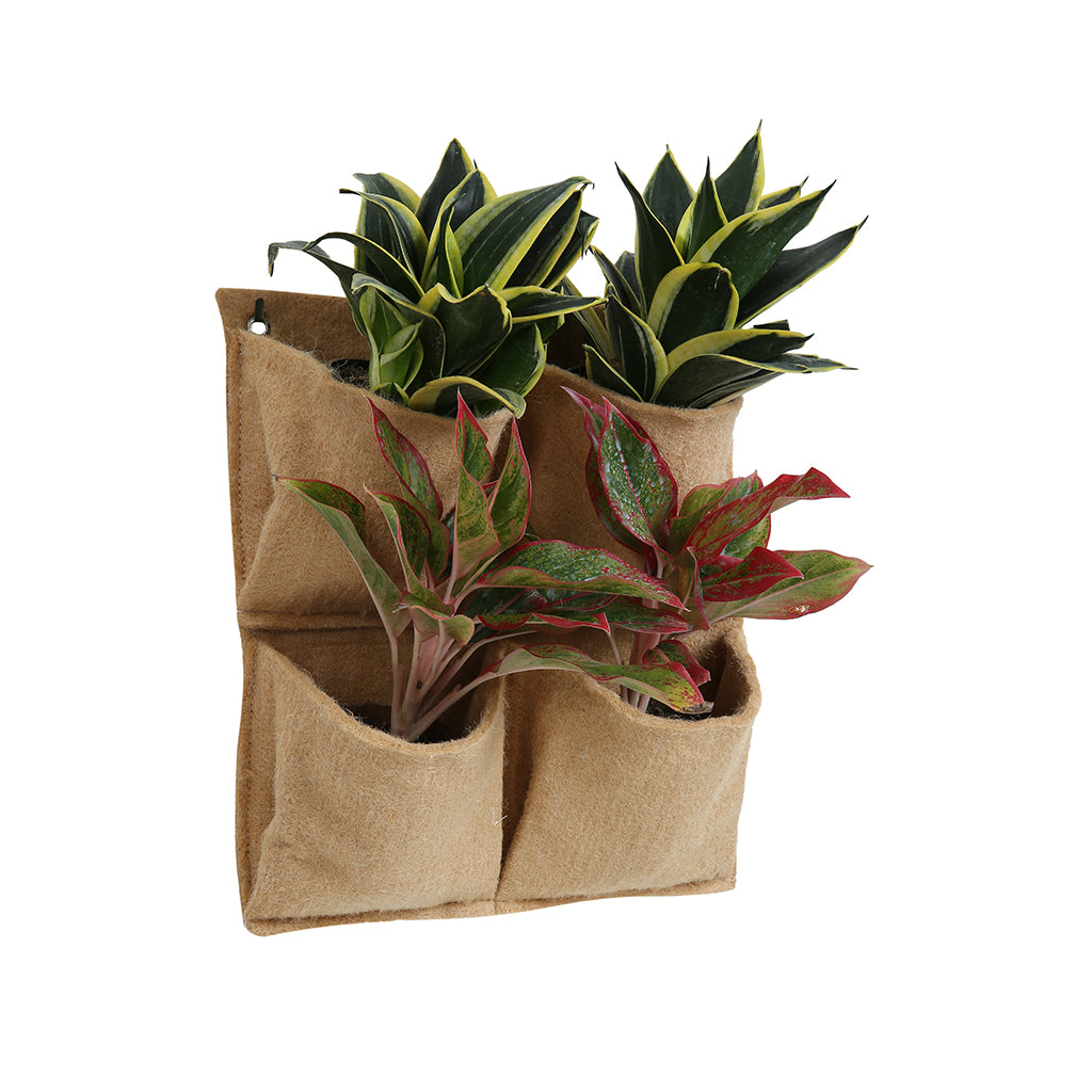 Jute Planters