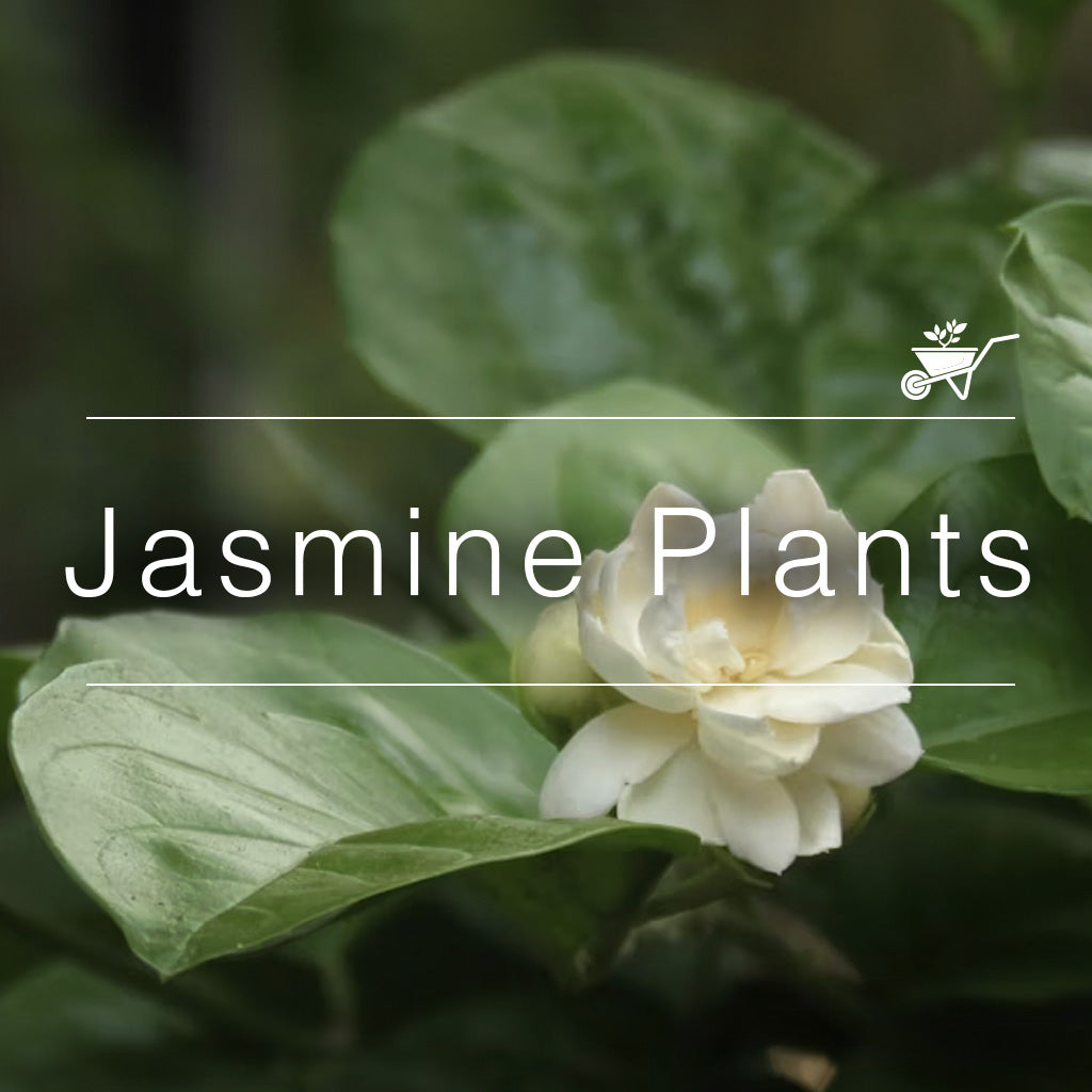 Jasmine (Mogra) Plants
