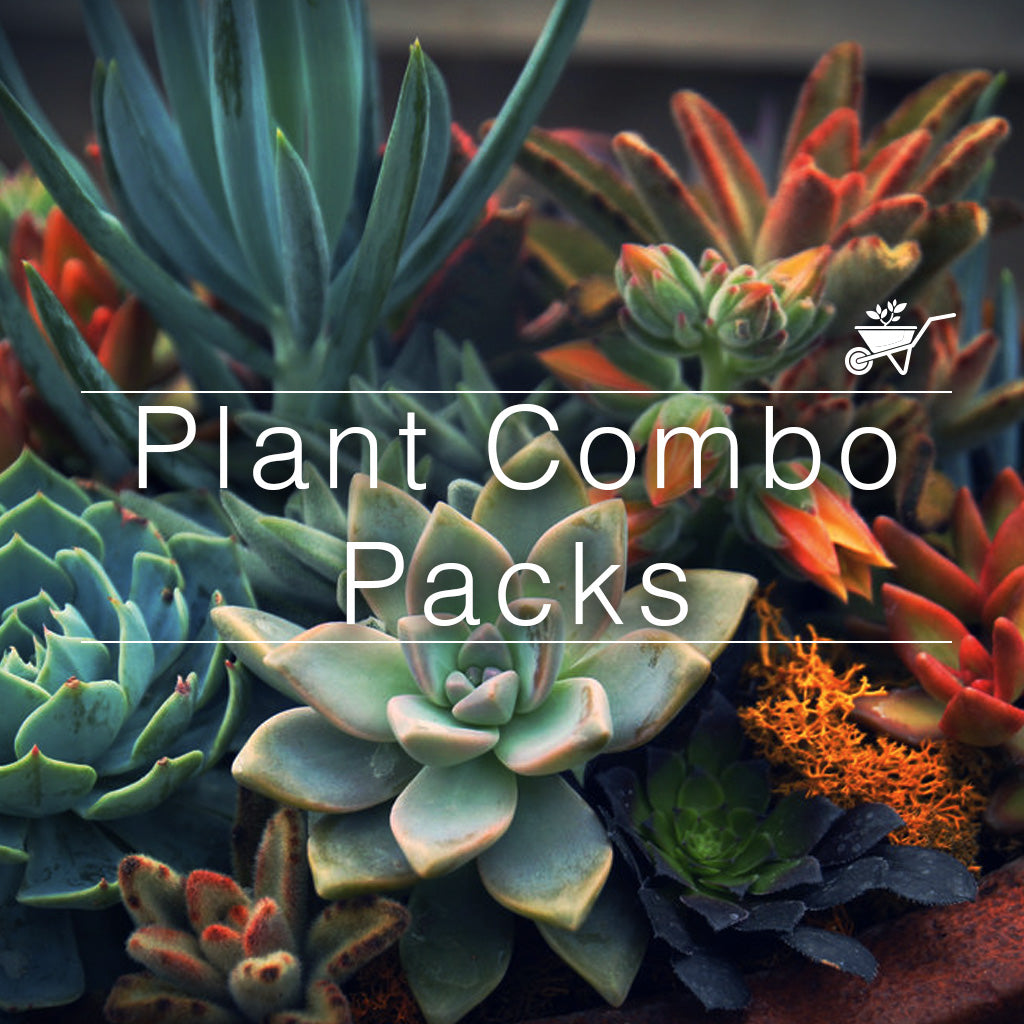 Plant Combo Packs!
