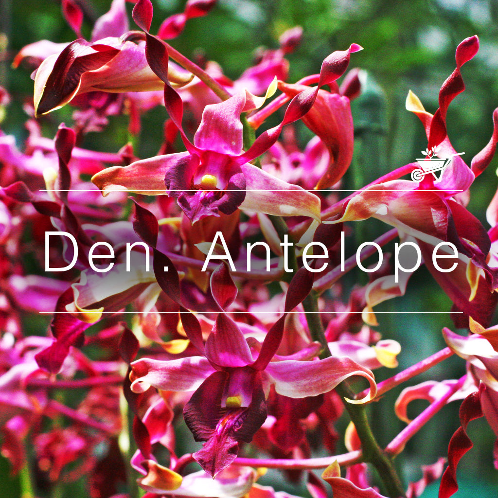 Den. Antelope
