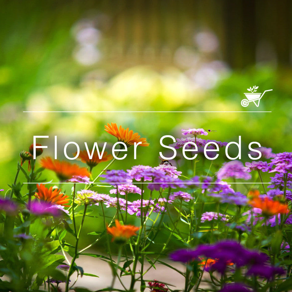 Buy Flower Seeds Online At Best Prices in India myBageecha